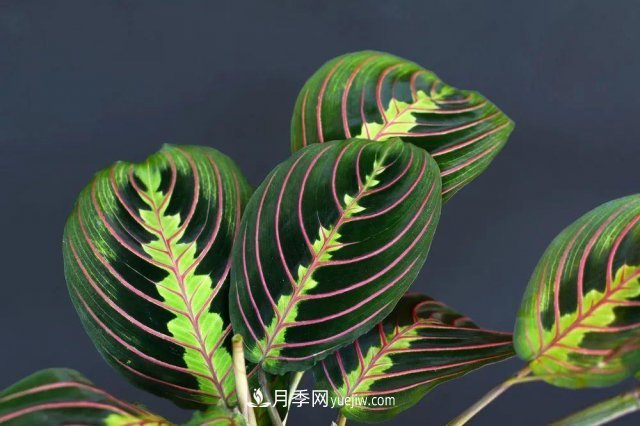 2021，十二生肖的運勢，養(yǎng)什么花***旺？(圖3)