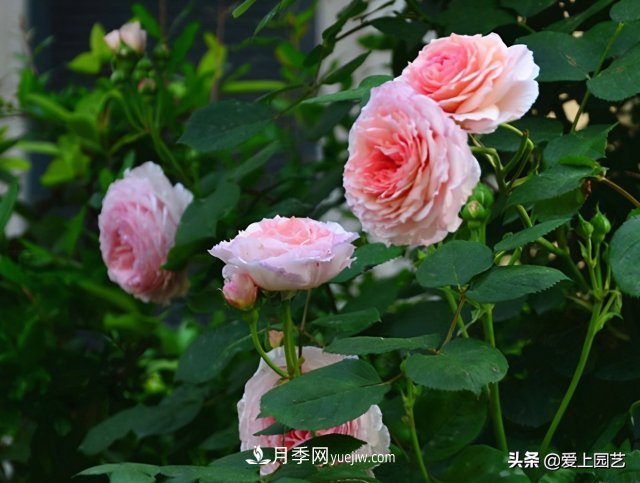 藤月盤(pán)扎時(shí)經(jīng)常扎的手疼，推薦無(wú)刺的藤本月季品種(圖2)