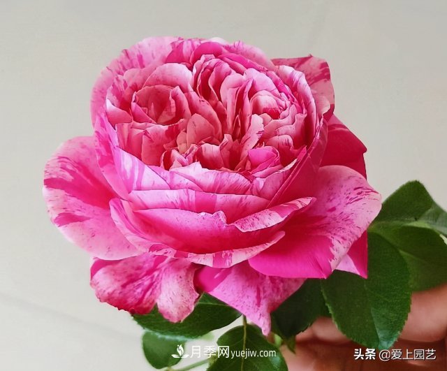 藤月盤(pán)扎時(shí)經(jīng)常扎的手疼，推薦無(wú)刺的藤本月季品種(圖1)