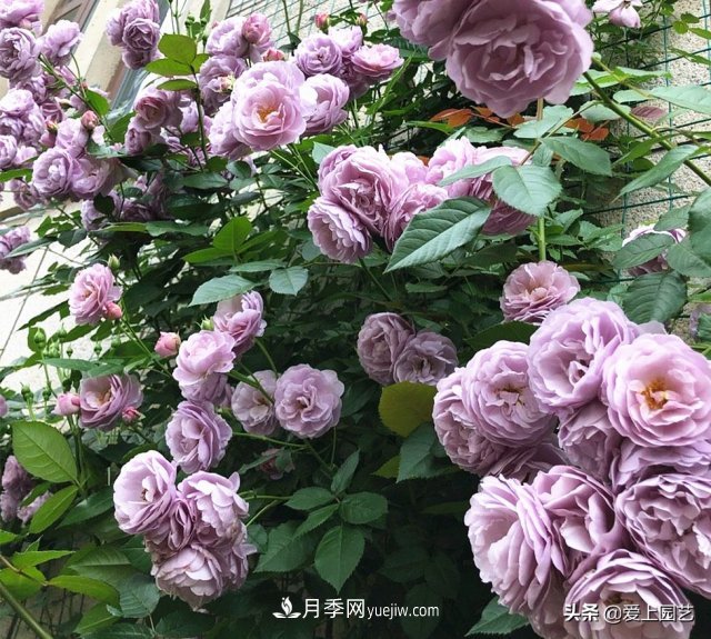 藤月盤(pán)扎時(shí)經(jīng)常扎的手疼，推薦無(wú)刺的藤本月季品種(圖5)