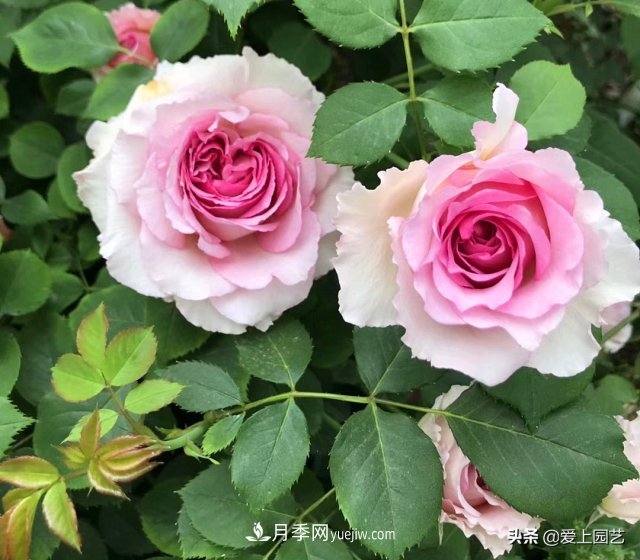 藤月盤(pán)扎時(shí)經(jīng)常扎的手疼，推薦無(wú)刺的藤本月季品種(圖4)