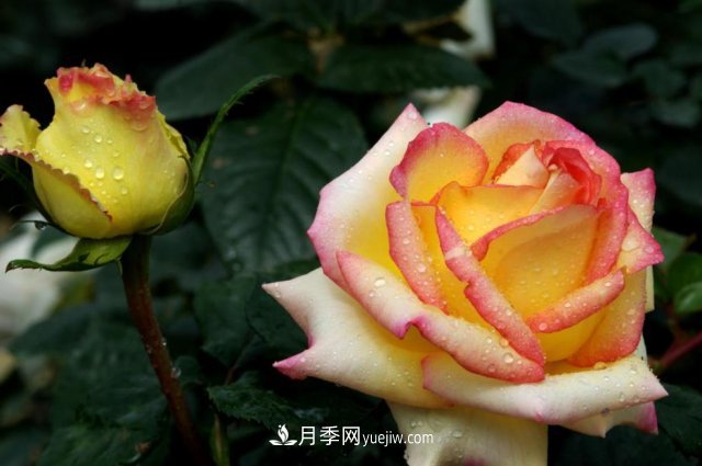 月季常見的病蟲害問題！月季這么養(yǎng)，芬芳留給你(圖2)