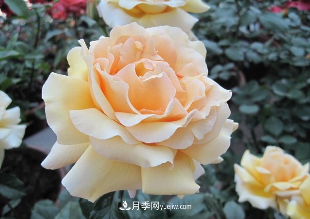 月季常見的病蟲害問題！月季這么養(yǎng)，芬芳留給你(圖3)