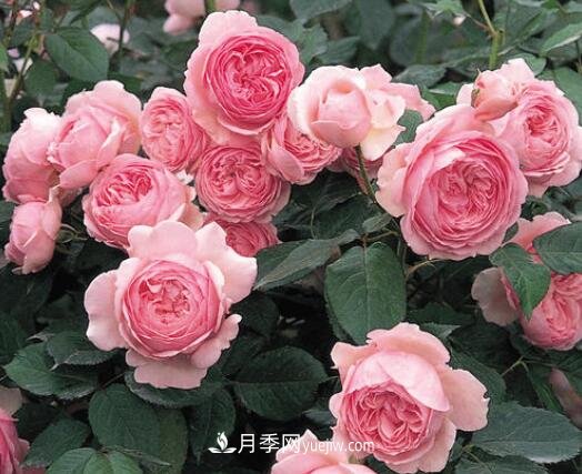 藤本月季優(yōu)秀品種！除了龍沙寶石，還有此六種推薦(圖7)