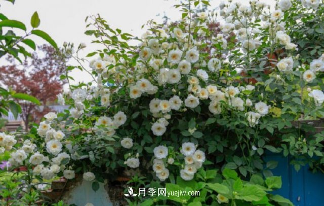 藤本月季優(yōu)秀品種！除了龍沙寶石，還有此六種推薦(圖6)