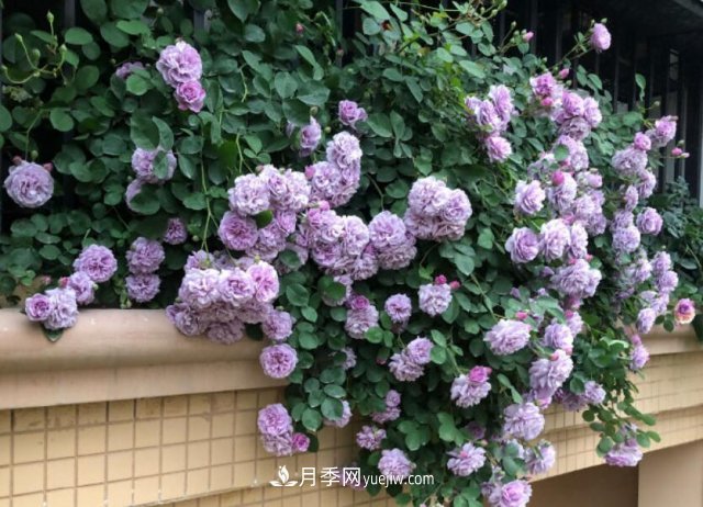 藤本月季優(yōu)秀品種！除了龍沙寶石，還有此六種推薦(圖3)