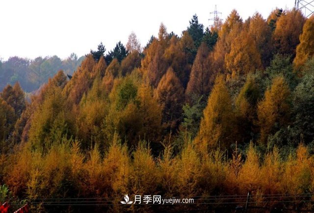 十九屆五中全會順利召開，這些樹種大有前景(圖1)