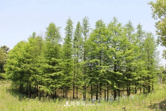 十九屆五中全會順利召開，這些樹種大有前景(圖3)