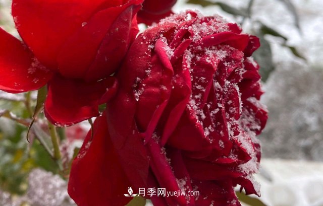 冬季的月季，花瓣鋪滿雪，似白糖，舔一口甜蜜蜜(圖3)