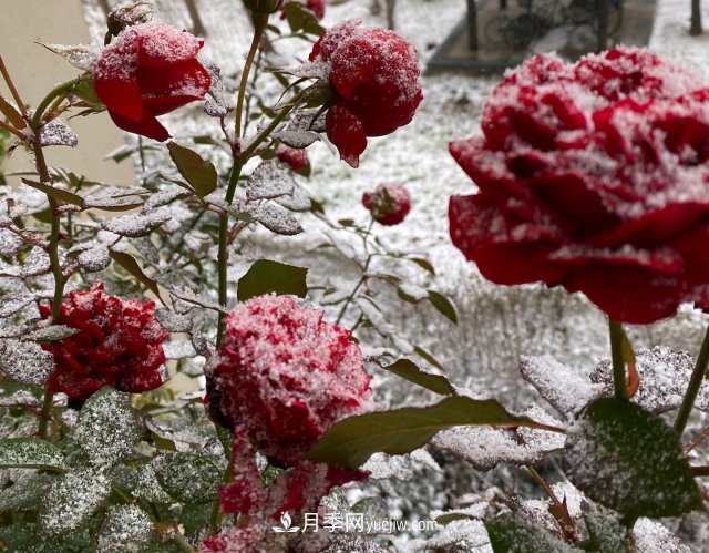 冬季的月季，花瓣鋪滿雪，似白糖，舔一口甜蜜蜜(圖1)