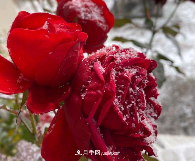 冬季的月季，花瓣鋪滿雪，似白糖，舔一口甜蜜蜜(圖2)