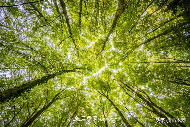 注意，苗木休眠期不僅只有冬天(圖2)