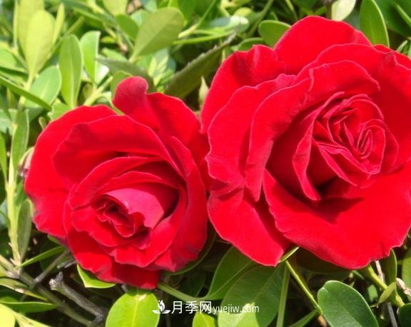 月季花養(yǎng)好了季季開花，花量可喜長得好看，有院子一定養(yǎng)幾株(圖2)