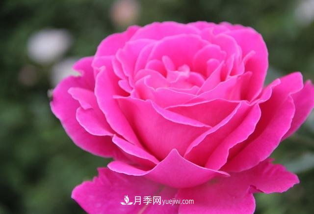 月季花養(yǎng)好了季季開花，花量可喜長得好看，有院子一定養(yǎng)幾株(圖3)