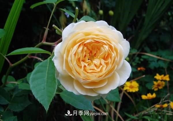 月季花這樣養(yǎng)，記住這些訣竅，開花紅艷艷(圖1)