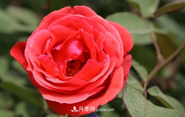 月季花這樣養(yǎng)，記住這些訣竅，開花紅艷艷(圖3)
