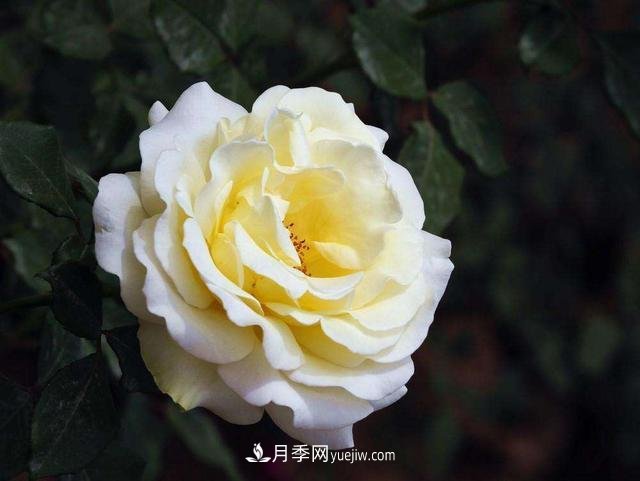 冬天的月季花居然被凍死了，這樣養(yǎng)錯不了，家里沒蟲患開花多(圖1)