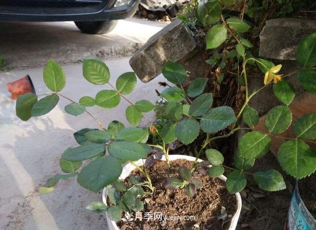 冬天的月季花居然被凍死了，這樣養(yǎng)錯不了，家里沒蟲患開花多(圖2)
