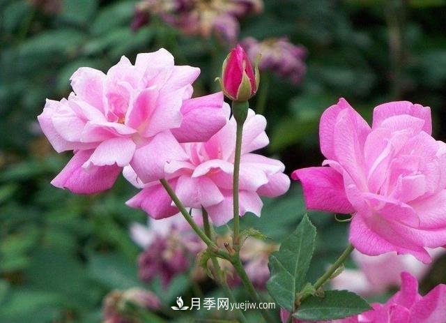 冬天的月季花居然被凍死了，這樣養(yǎng)錯不了，家里沒蟲患開花多(圖3)