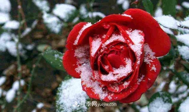 冬季月季為什么要修剪？修剪時應(yīng)注意幾點？(圖1)