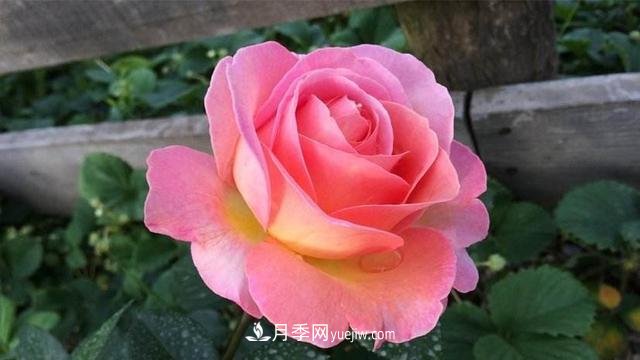 學(xué)會(huì)月季花具體養(yǎng)護(hù)技巧，不怕黃葉，開(kāi)花多了不少(圖1)