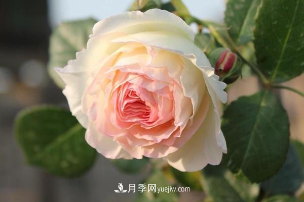 月季花到了冬天也不能松懈，做好這幾點，開花量增加不少(圖2)