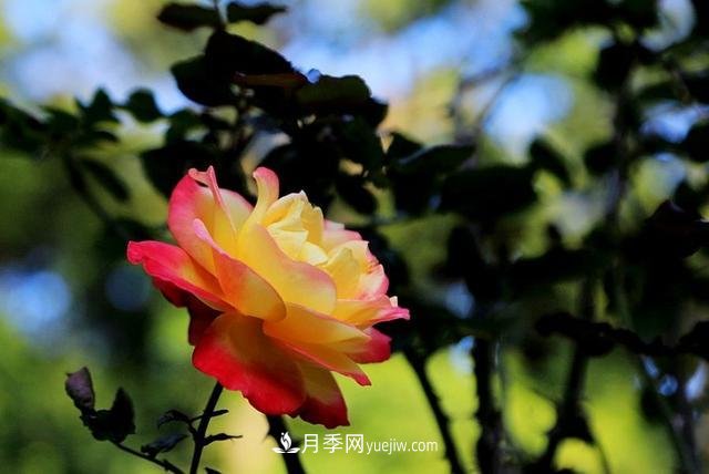 月季花到了冬天也不能松懈，做好這幾點，開花量增加不少(圖3)