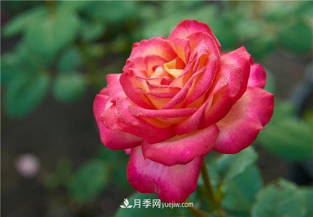 月季花到了冬天也不能松懈，做好這幾點，開花量增加不少(圖1)