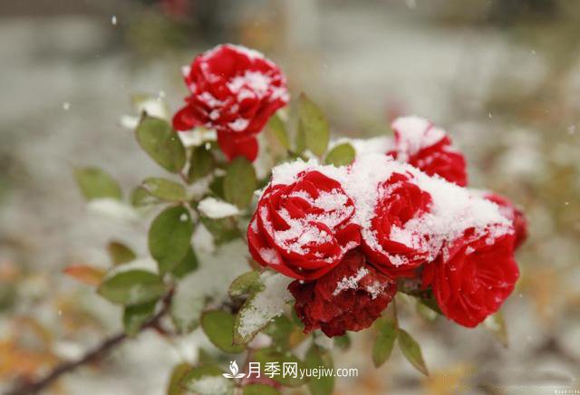 被雪中的月季花所震撼，傲然開放，芳香依舊！(圖1)