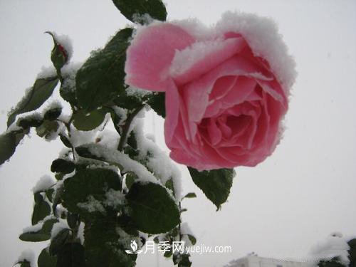 被雪中的月季花所震撼，傲然開放，芳香依舊！(圖3)