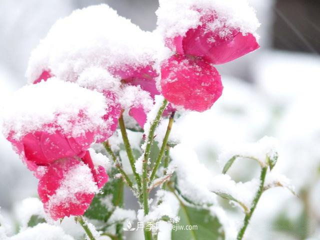 被雪中的月季花所震撼，傲然開放，芳香依舊！(圖2)