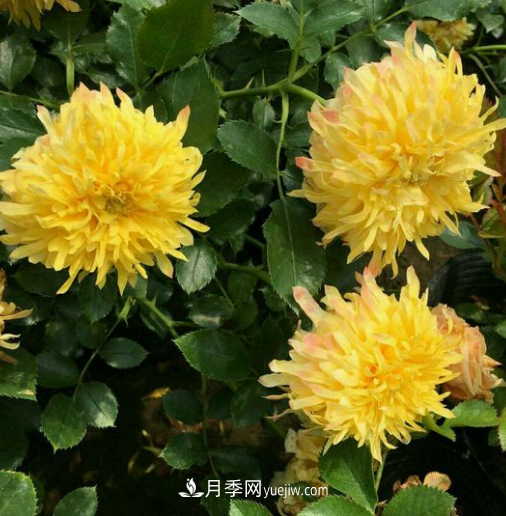 解析月季在什么環(huán)境中長(zhǎng)勢(shì)好？(圖2)