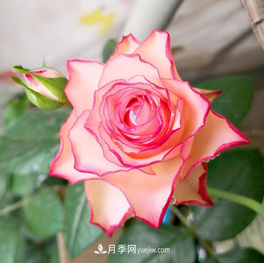 個性而不失優(yōu)雅——旋轉(zhuǎn)木馬月季(圖1)
