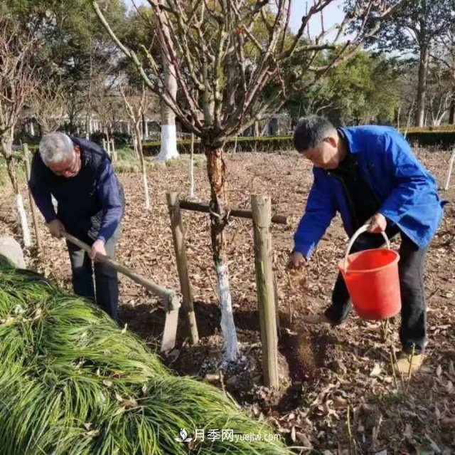 杭州月季“修養(yǎng)身息”，來年春天更加明艷(圖3)