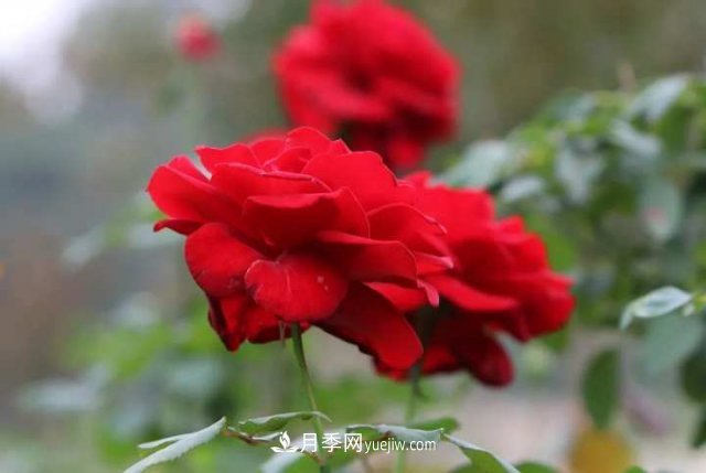 杭州月季“修養(yǎng)身息”，來年春天更加明艷(圖1)