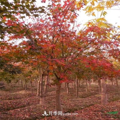 五角楓有哪些特征？南陽(yáng)五角楓病蟲(chóng)害防治(圖1)