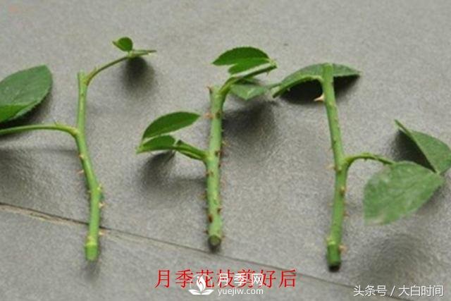 月季花扦插種植就是簡單，明年滿盆開花就靠它了(圖3)