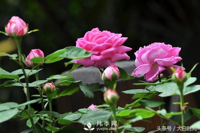 月季花扦插種植就是簡單，明年滿盆開花就靠它了(圖1)