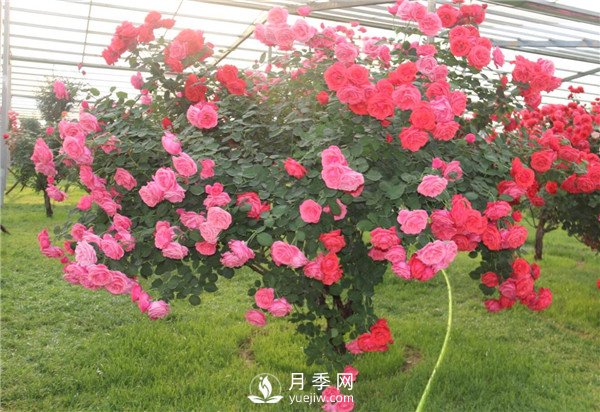 月季樹高貴典雅、花型花色多樣(圖1)