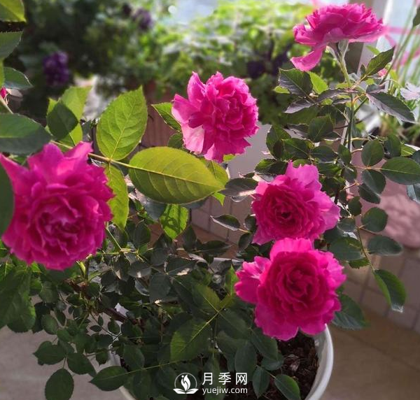 初春養(yǎng)月季，做好這幾點(diǎn)至關(guān)重要。(圖3)