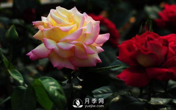 初春養(yǎng)月季，做好這幾點(diǎn)至關(guān)重要。(圖2)