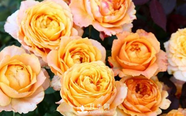 要想盆栽月季花養(yǎng)得好，做好這5點很實用(圖2)