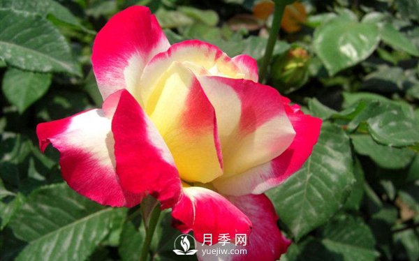 要想盆栽月季花養(yǎng)得好，做好這5點很實用(圖1)
