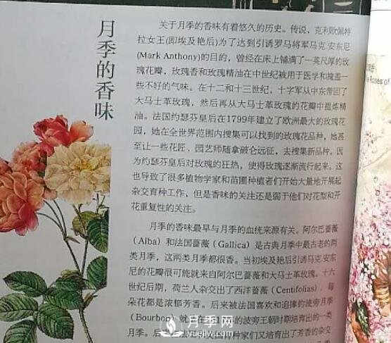 關于月季的香味你知道嗎(圖1)