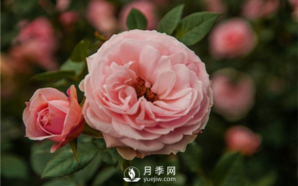 月季花怎么種植，做好這幾點準(zhǔn)沒錯！(圖2)