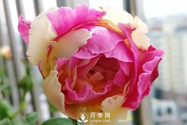 風月月季開花較勤的一款月季花(圖1)