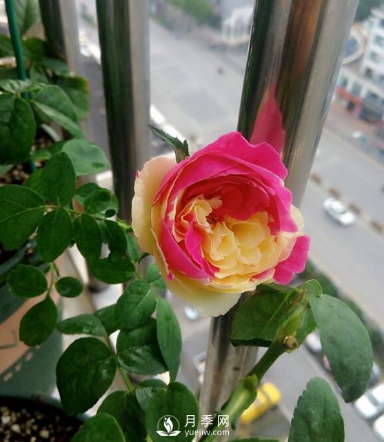 風月月季開花較勤的一款月季花(圖2)