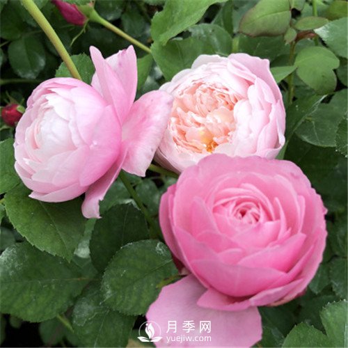 令人少女心爆棚的羽毛月季，南方人就愛她(圖1)