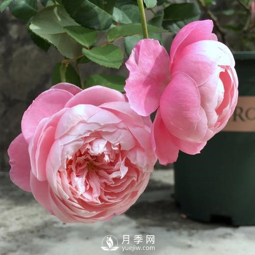 令人少女心爆棚的羽毛月季，南方人就愛她(圖3)