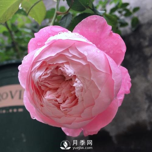 令人少女心爆棚的羽毛月季，南方人就愛她(圖2)